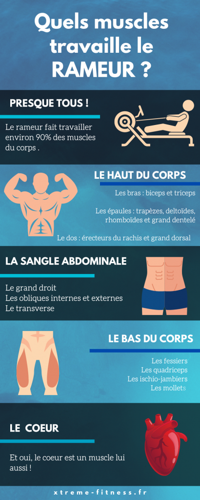 Infographie : Quels Muscles Travaille Le Rameur ?